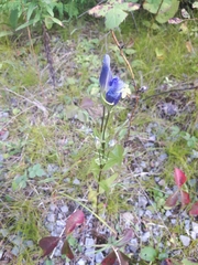 Gentianopsis