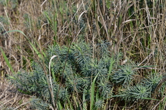 Euphorbia cyparissias