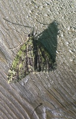 Chloroclysta siterata