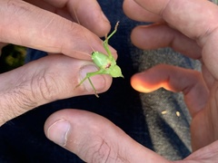 Neoconocephalus ensiger