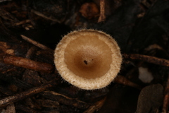 Lentinus arcularius