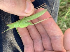 Neoconocephalus ensiger