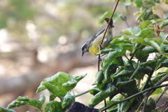 Coereba flaveola