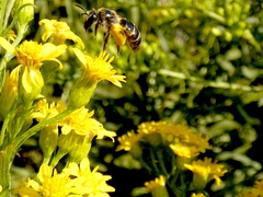 Callandrena