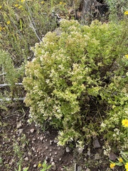 Ageratina