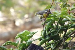 Coereba flaveola