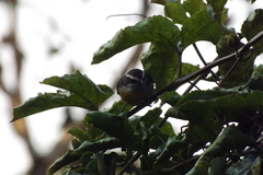 Coereba flaveola