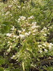 Ageratina