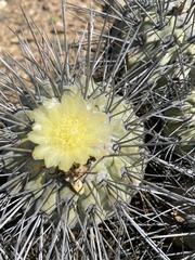Copiapoa dealbata