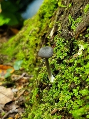 Cyanula