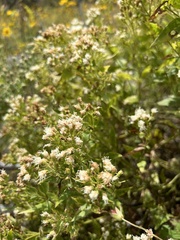 Ageratina