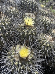 Copiapoa dealbata