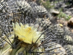 Copiapoa dealbata