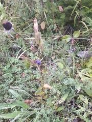Gentianopsis