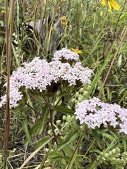 Stevia
