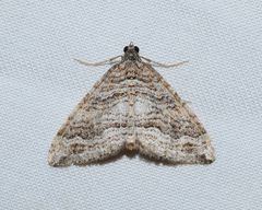 Perizoma custodiata