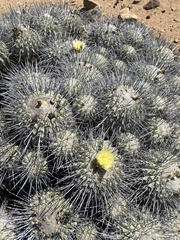Copiapoa dealbata