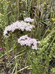 Stevia