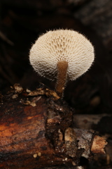 Lentinus arcularius