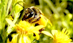 Callandrena