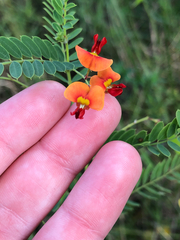 Sesbania vesicaria