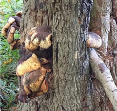 Buglossoporus quercinus