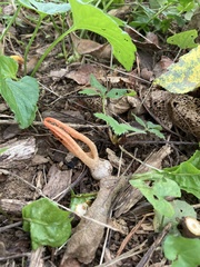 Pseudocolus fusiformis