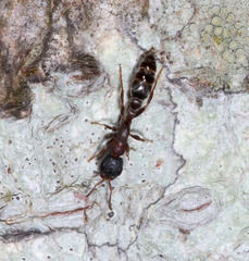 Pseudomyrmex
