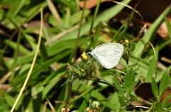 Eurema elathea