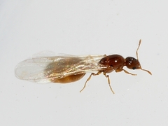 Solenopsis molesta