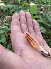 Pseudocolus fusiformis