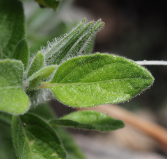 Ruellia hirsutoglandulosa