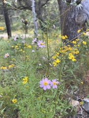 Cosmos parviflorus