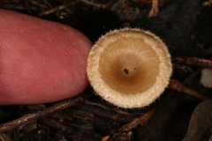 Lentinus arcularius