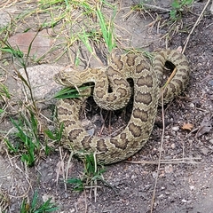 Crotalus viridis