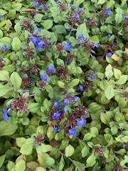 Ceratostigma plumbaginoides