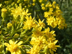 Solidago sempervirens