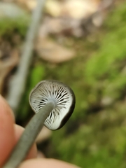 Cyanula