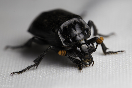 Black Burying Beetle (Nicrophorus nigrita) photo 4