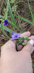 Tradescantia ohiensis