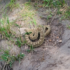 Crotalus viridis