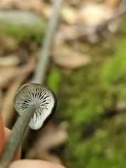 Cyanula