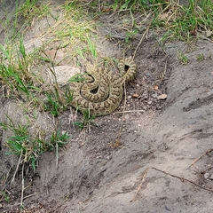 Crotalus viridis