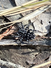 Nyssus albopunctatus