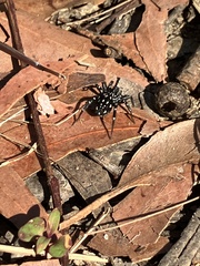 Nyssus albopunctatus