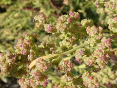 Chenopodium berlandieri