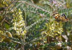 Astragalus lentiginosus nigricalycis