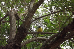 Todirostrum cinereum