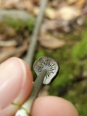 Cyanula