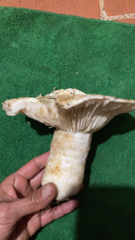 Lactarius pubescens